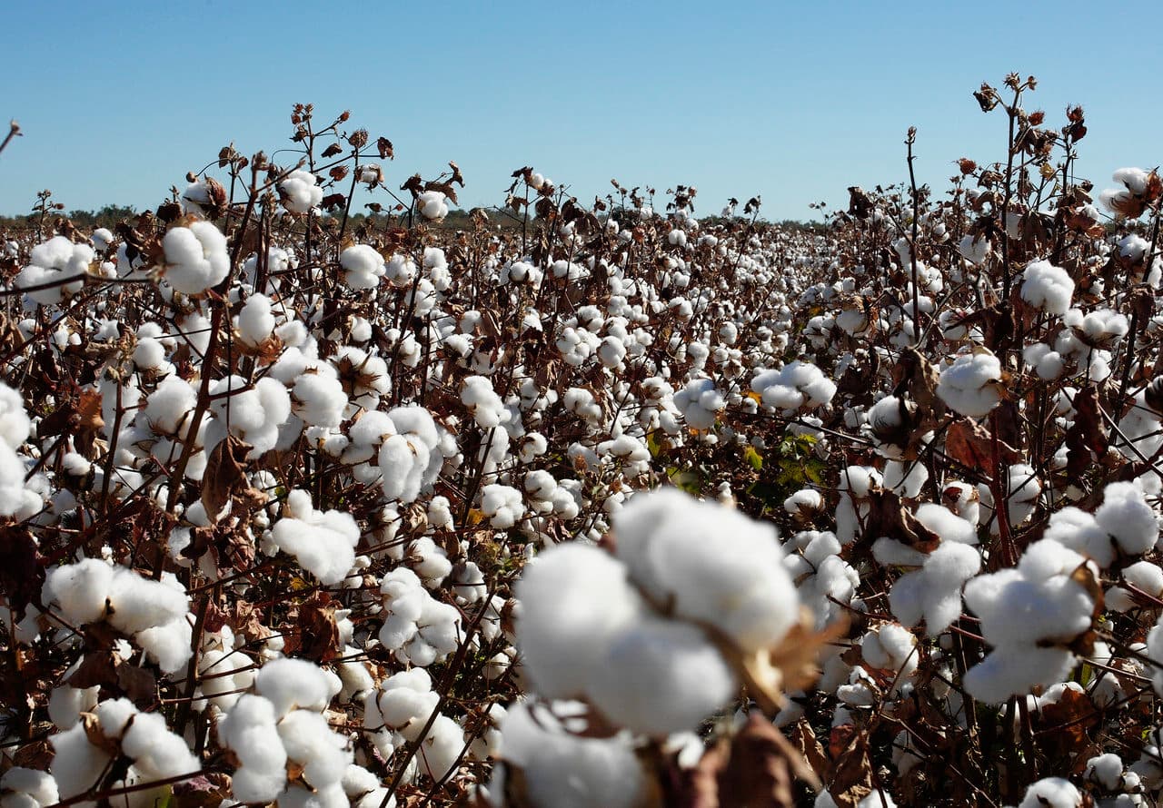 Bilden visar ett bomullsfält med mogna bomullsbollar som är redo att skördas.