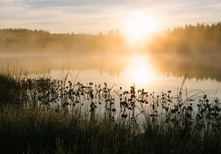Våtmark vid strand i soluppgång där strandskyddet i Sverige bidrar till att skydda viktiga ...