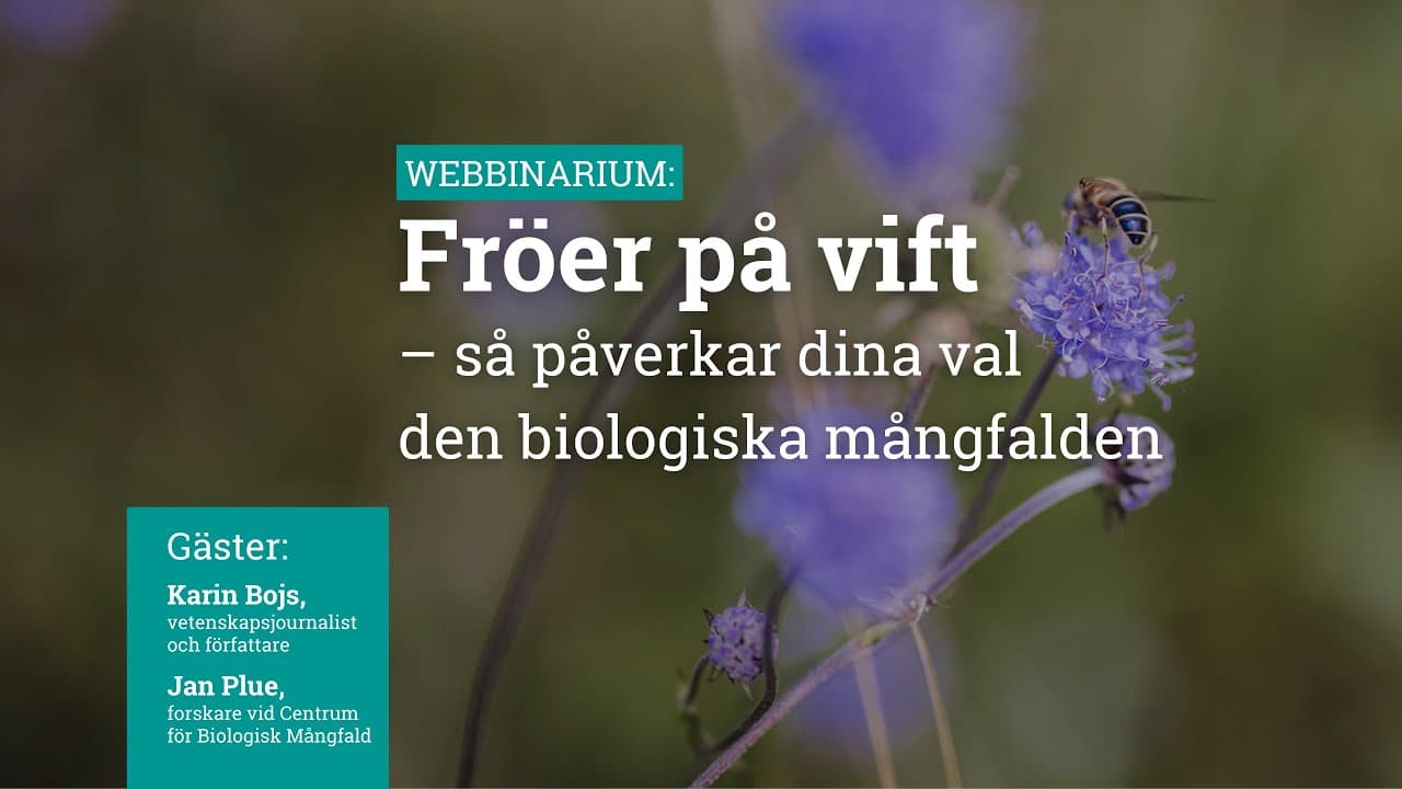 Bild från youtube-video