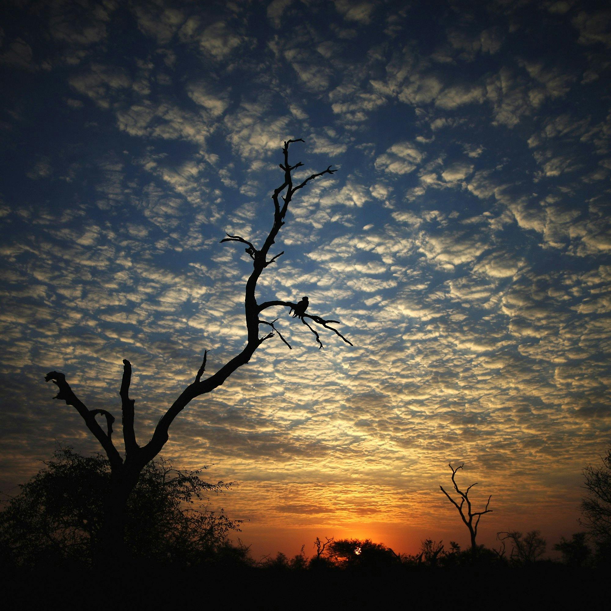 Solnedgång i Krugar nationalpark i Sydafrika.