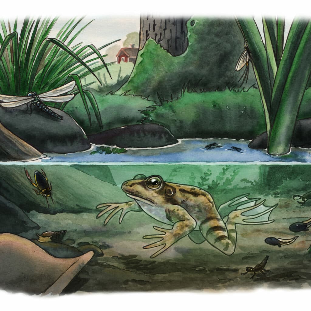 viva vatten,groda,grön,växter