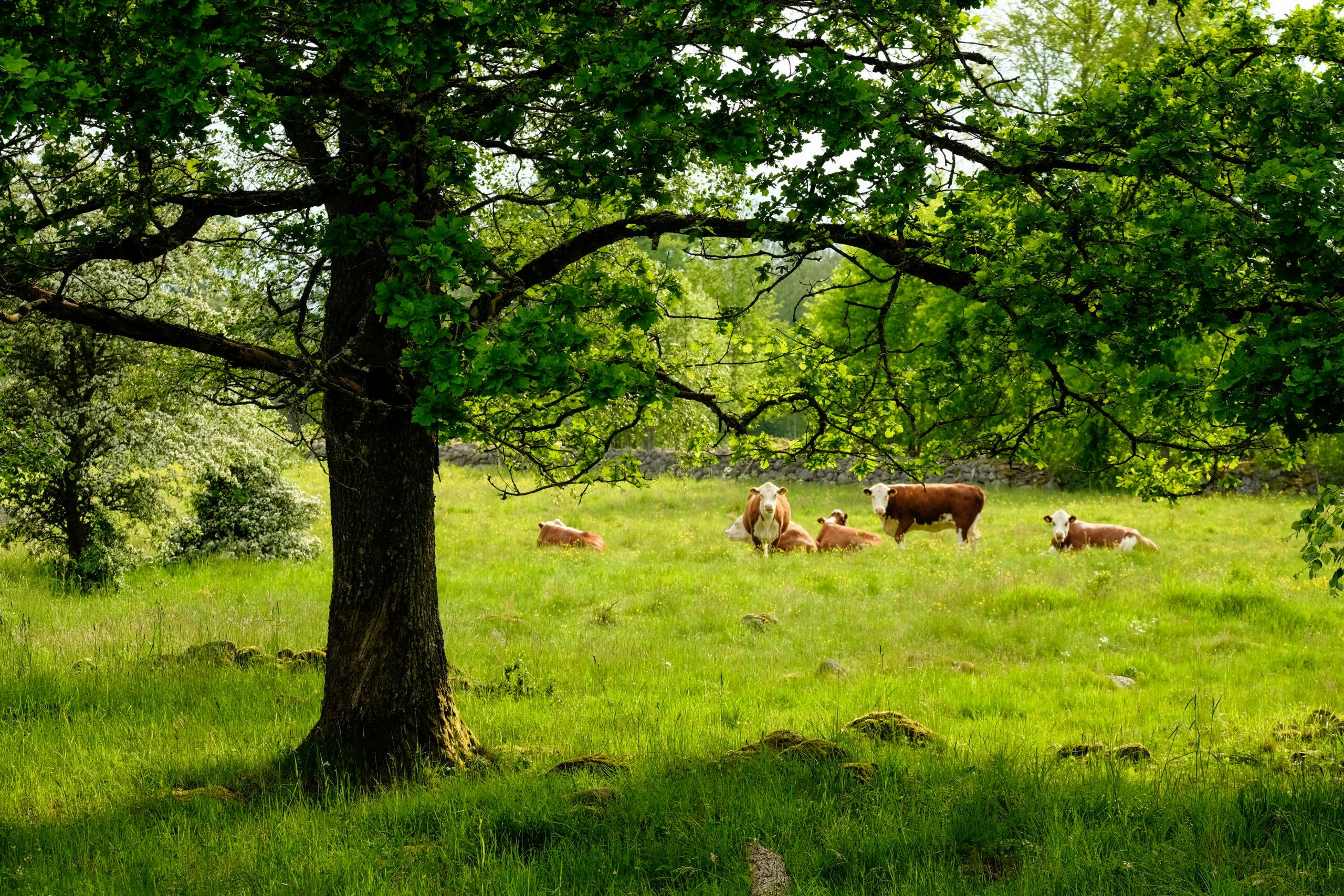 Kor i hage med träd