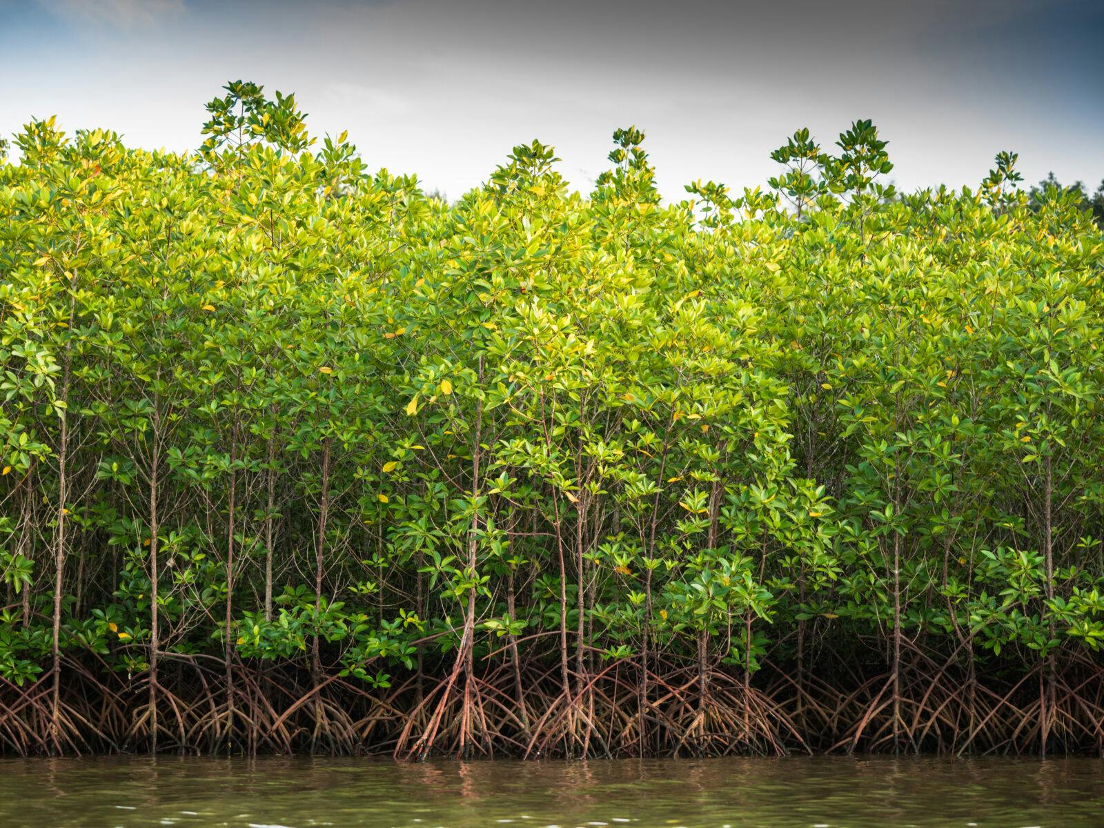 Mangroveskog i Thailand