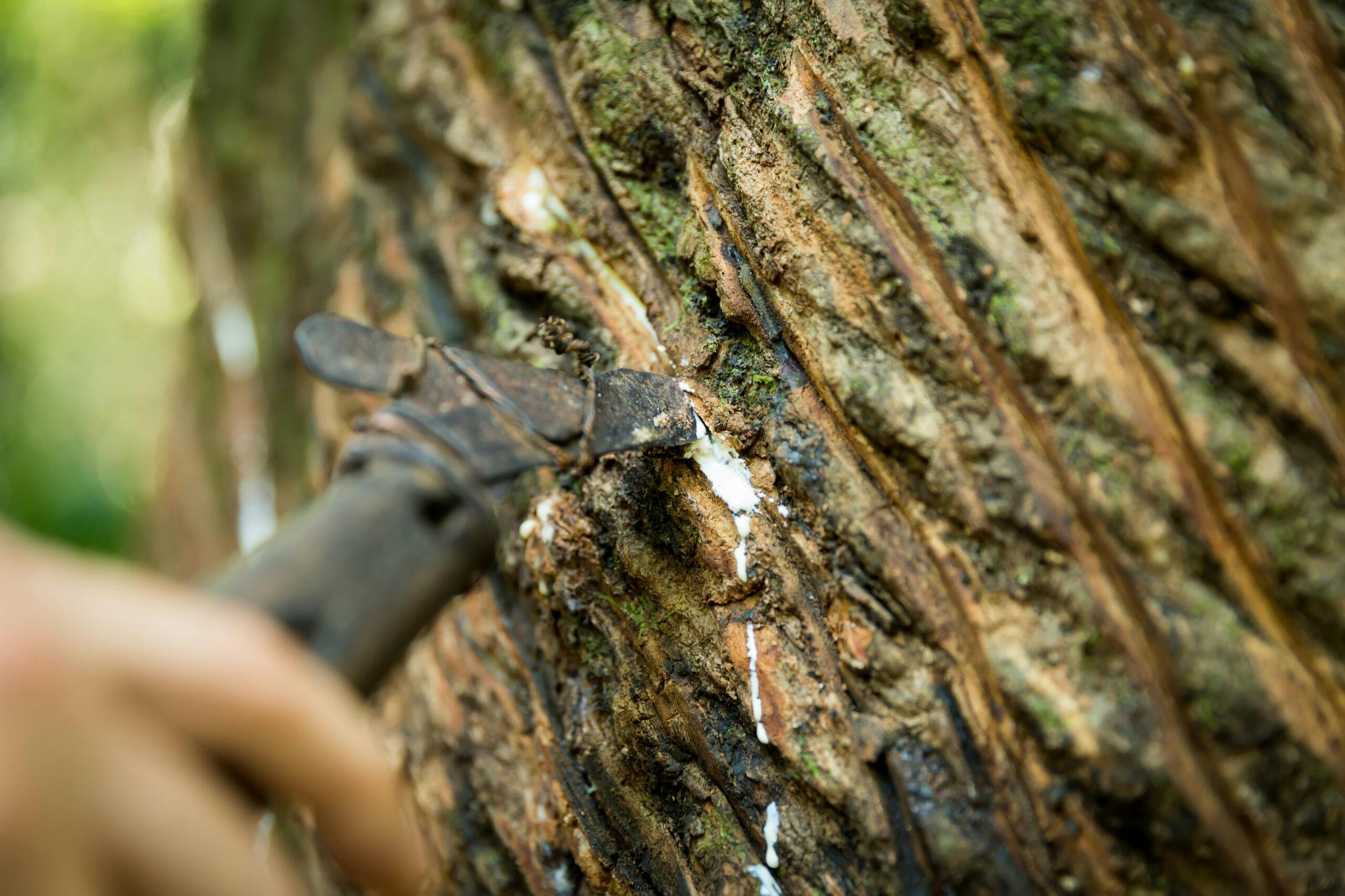 Latex utvinns ur ett gummiträd i Amazonas.