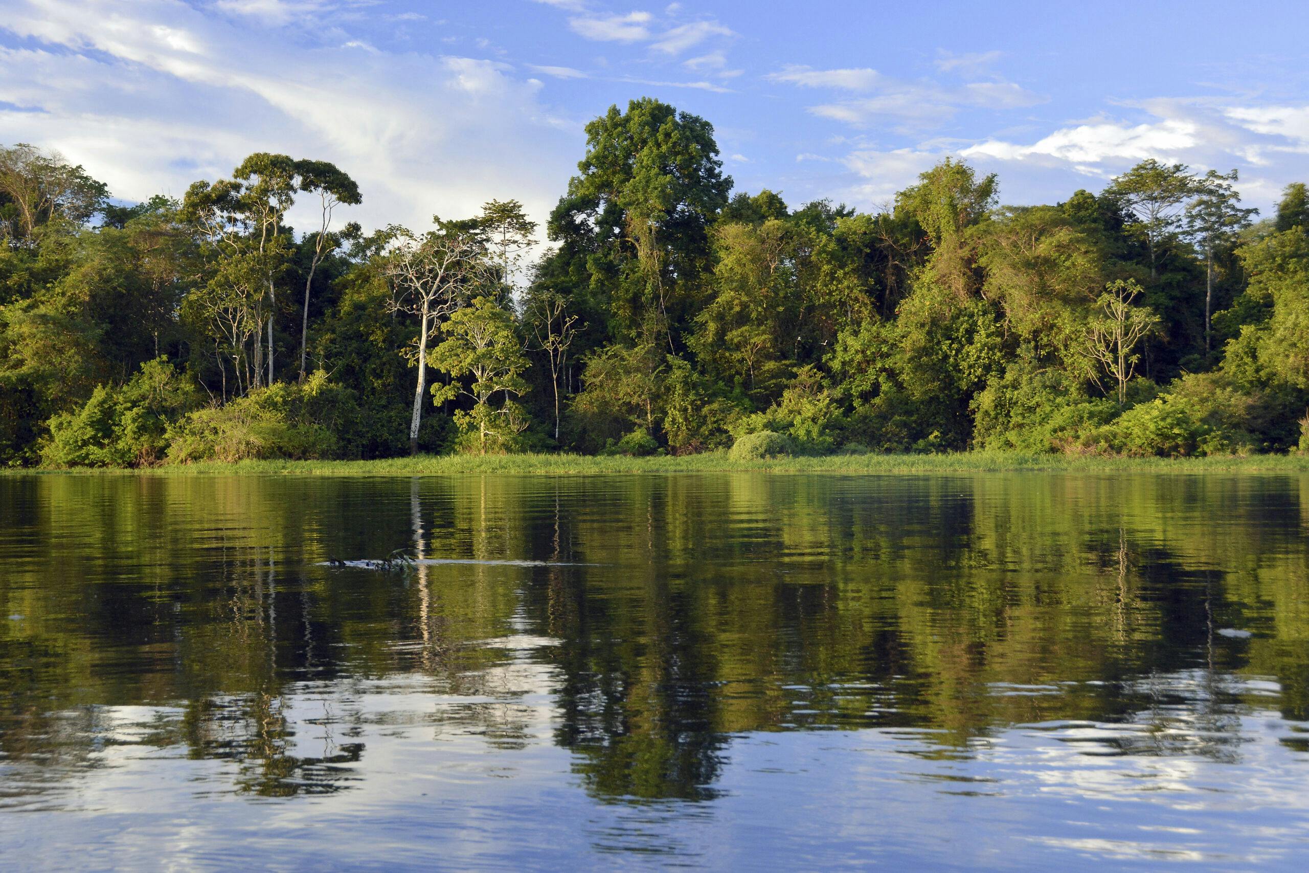 Bank of the Rio Solimoes river with flooded Varzea forest, Mamiraua National Park, Manaus, Amazonas, Brazil