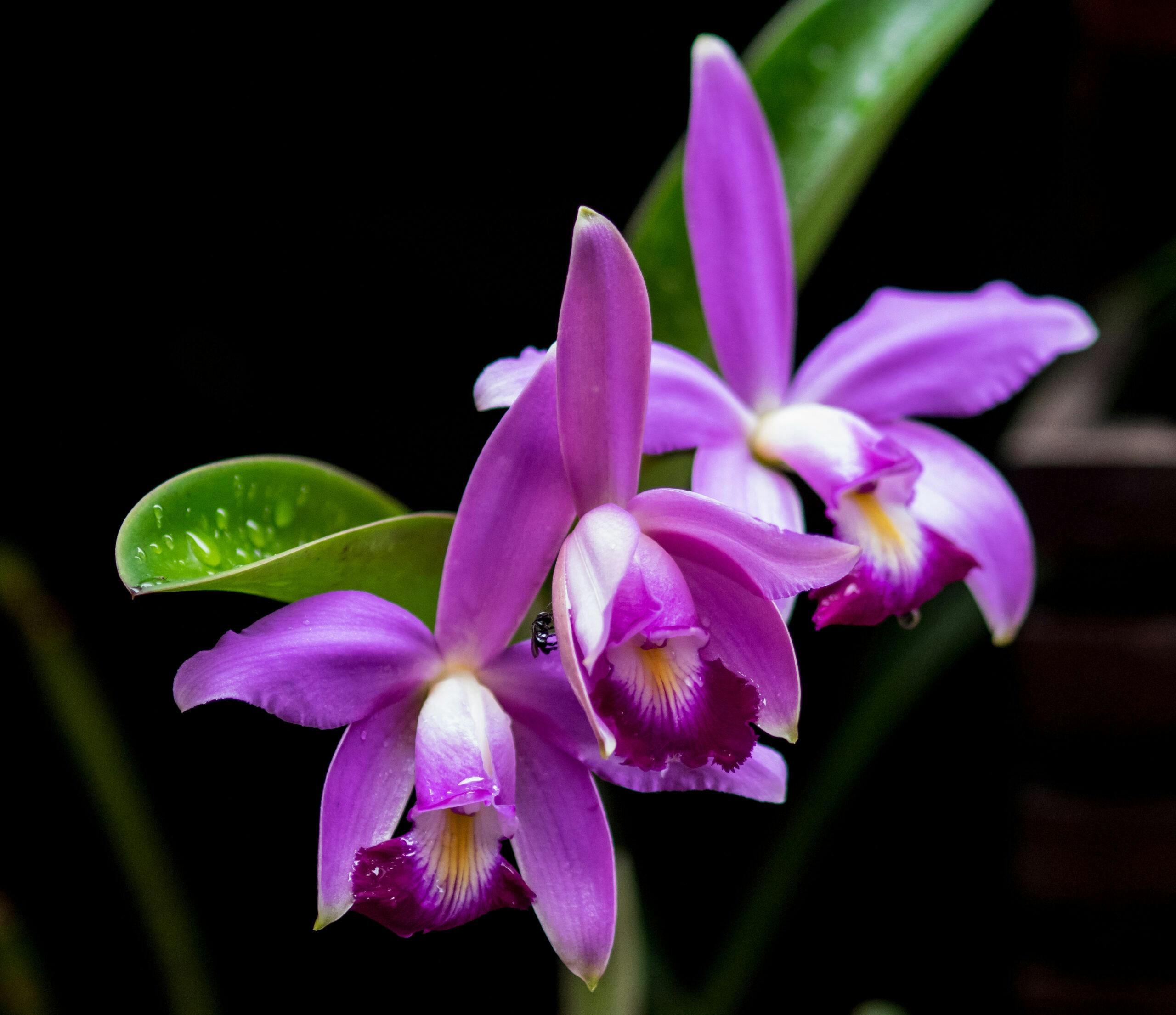 The purple coloured Cattleya eldorado is typically found in the Rio Negro basin, mainly within the Brazilian state of Amazonas. It is native of the Amazon region, usually flowers once a year, once the rainy season starts.