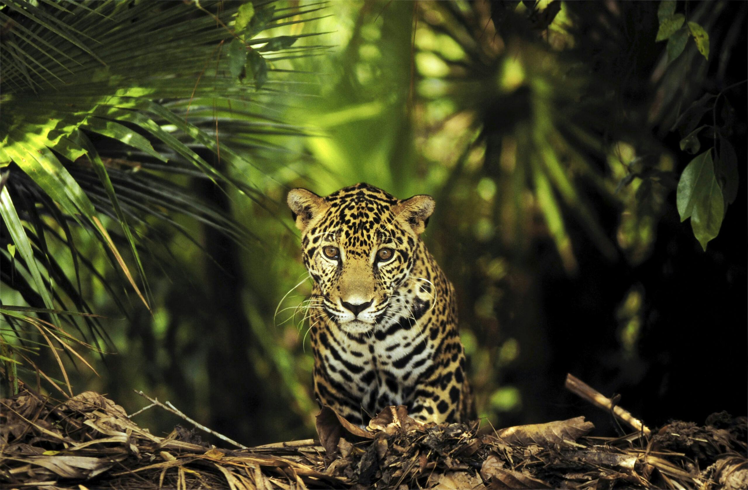Amazonas biologiska mångfald är unik