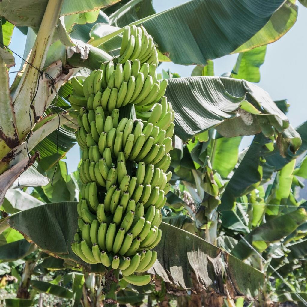 Hur odlas bananer?. Bananklase på bananträd.