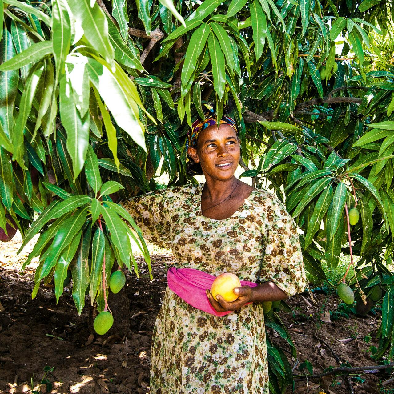 Odlaren Haregwa Gobegay har lyckats förvandla en stenig ravin i norra Etiopien till en ekologisk fruktträdgård med nära 7 000 mangoträd. Hon är en av de etiopiska småbrukare som tillsammans med vår samarbetsorganisation, Institute for Sustainable Development (ISD), lyckats vända utvecklingen i området. https://www.naturskyddsforeningen.se/nyheter/fran-stenig-ravin-till-ekologisk-frukttradgard