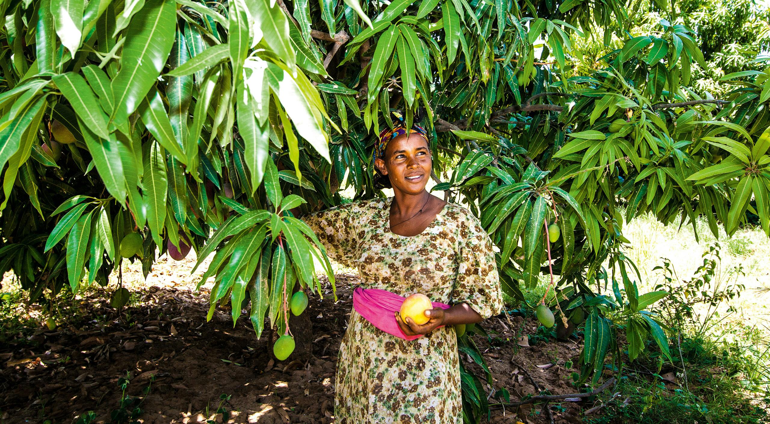Odlaren Haregwa Gobegay har lyckats förvandla en stenig ravin i norra Etiopien till en ekologisk fruktträdgård med nära 7 000 mangoträd. Hon är en av de etiopiska småbrukare som tillsammans med vår samarbetsorganisation, Institute for Sustainable Development (ISD), lyckats vända utvecklingen i området. https://www.naturskyddsforeningen.se/nyheter/fran-stenig-ravin-till-ekologisk-frukttradgard
