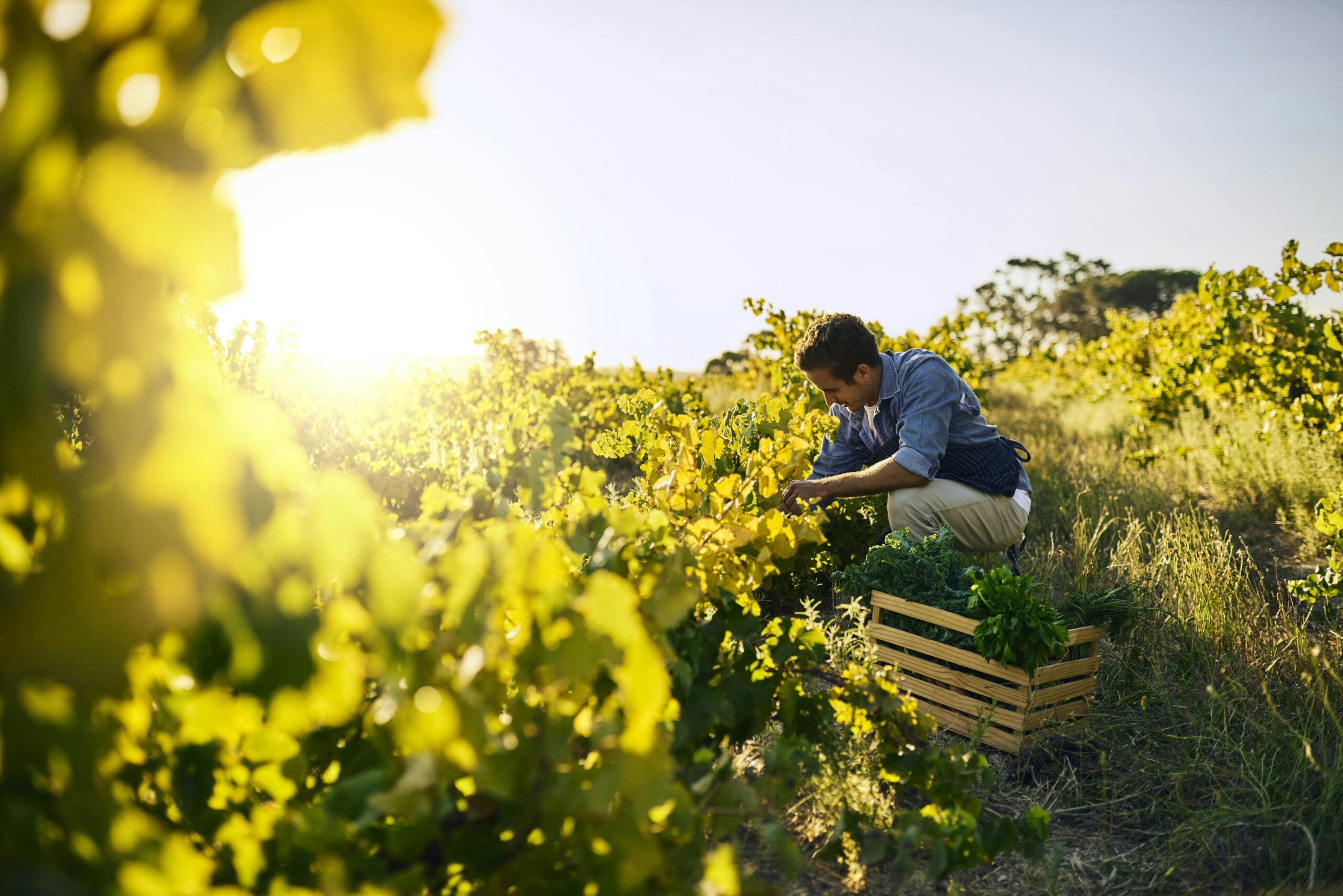 Shot of a young man tending to his crops on a farmUngs man som tar hand om sina odlingar och skördar grönsaker