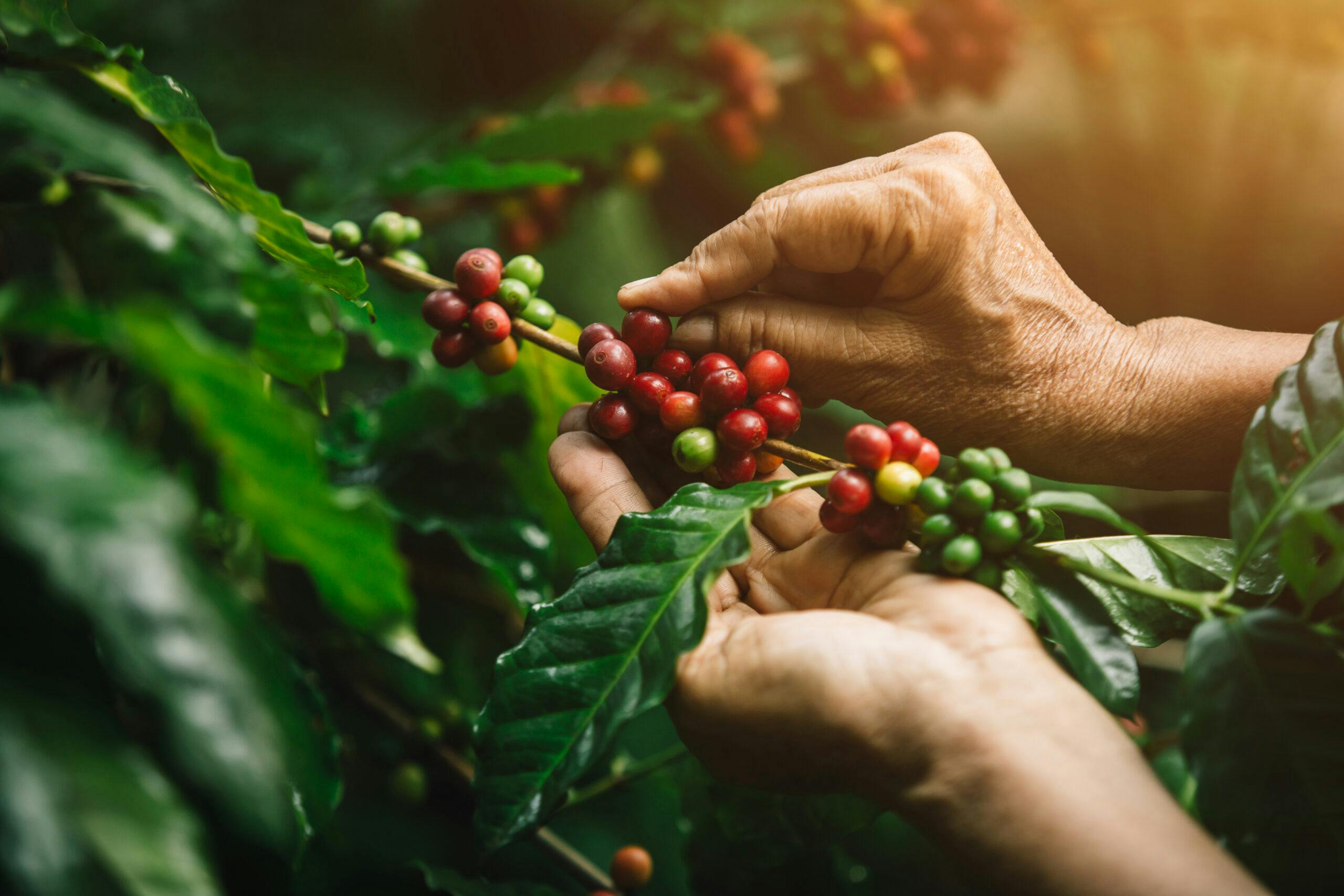 [coffee berries] Close-up arabica coffee berries with agriculturist handsNärbild på händer som skördar kaffe