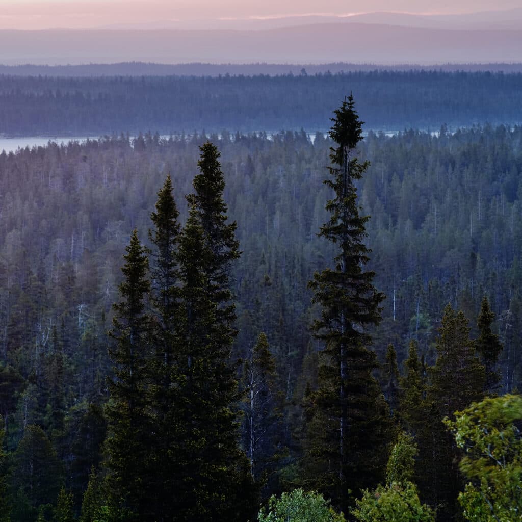 Dalarna, naturreservat, skog, natur, gran, granskog, landskap, trädtoppar,