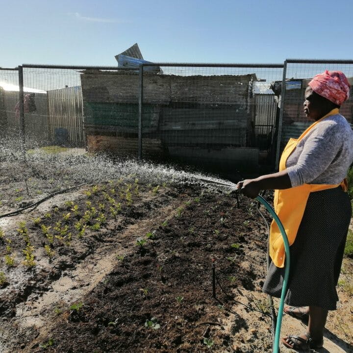 EMG, Sydafrika, vattna, slang, trädgård, odling, kvinna