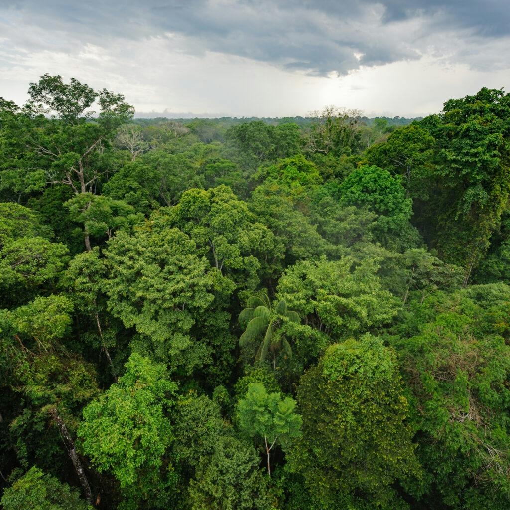 Amazonas, Regnskog, Tropisk skog, Skog, Träd, Grönska, Grön, Vy, Peru