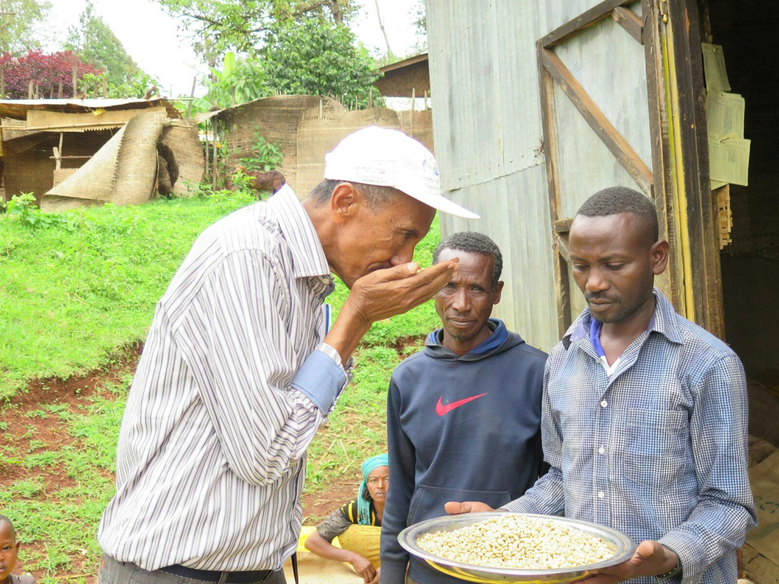 Oromia, Etiopien, kaffe, ISD, 2015, skuggkaffe, kaffe, ekologiskt, odling, Kaffeodling, kvalitetskontroll