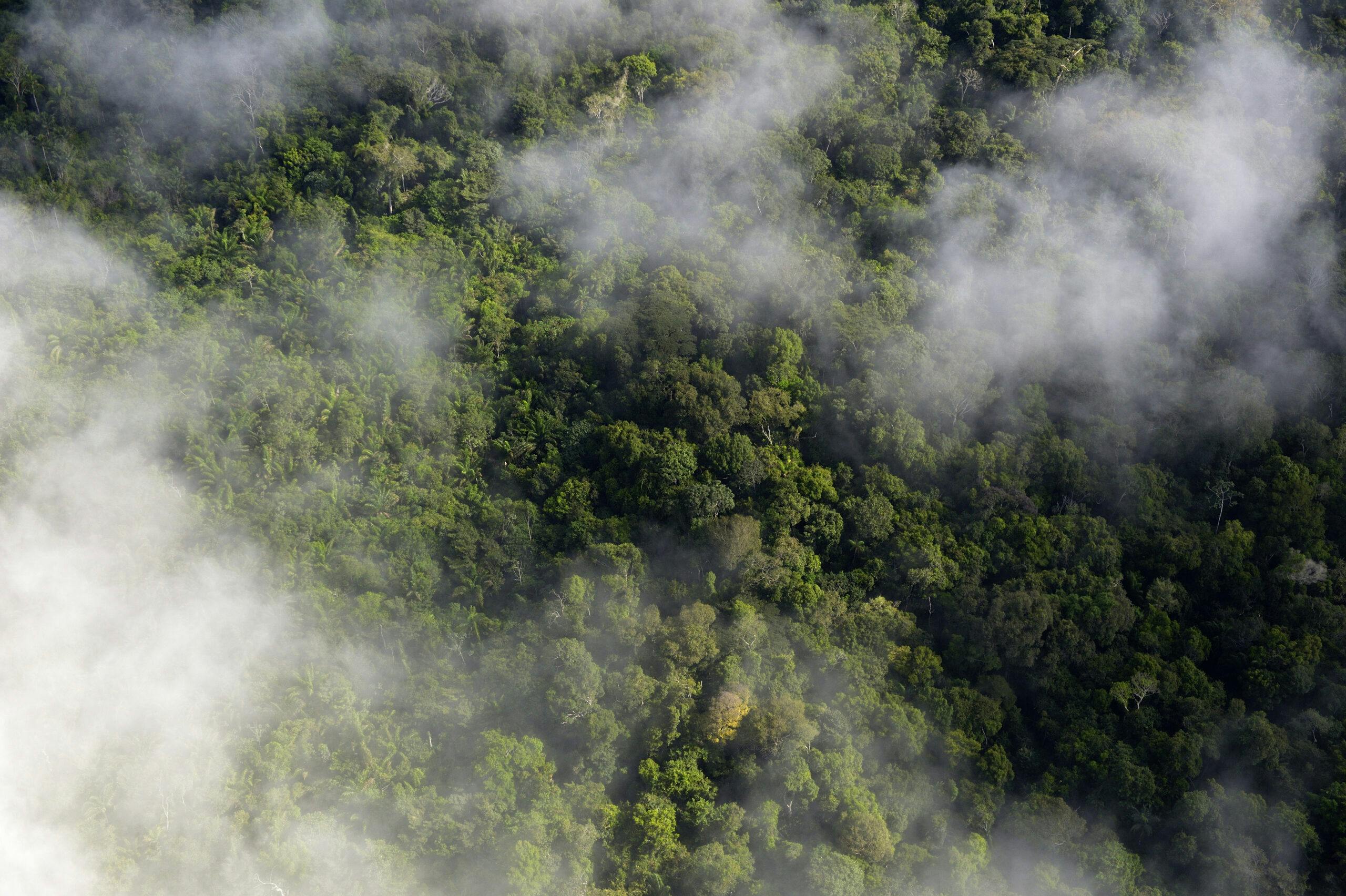 Aerial view, Regnskog, Tropisk skog, Flygfoto, Para, Träd, Skog, Växter, Moln, Amazon rainforest, South America, Brazil, Amazonas, Brasilien, Sydamerika