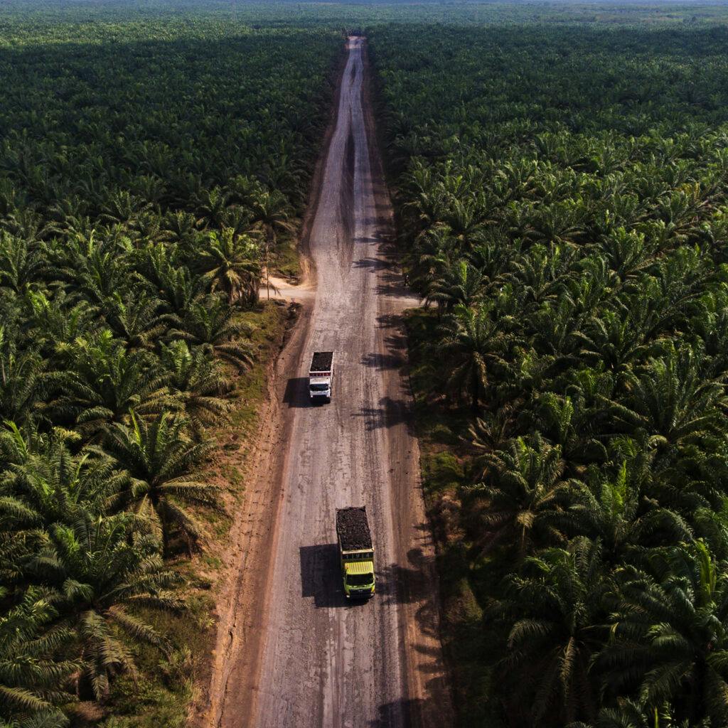 Indonesien, Palmolja, Palm Oil, Oil, Plantage, Deforestation, Avskogning, Exploatering