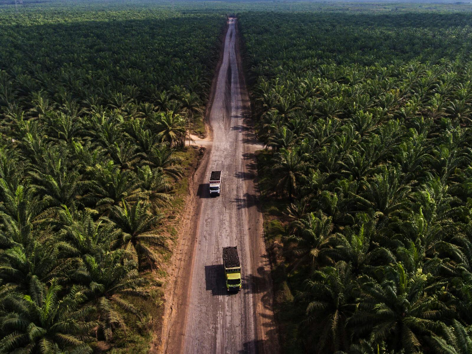 Indonesien, Palmolja, Palm Oil, Oil, Plantage, Deforestation, Avskogning, Exploatering