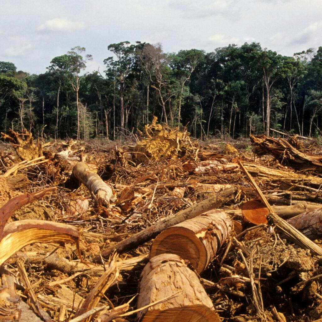 Rainforest, Photography, No People, Fallen Tree, Global Warming, Glade, Lumber Industry, Timber, Amazon Rainforest, Tropical Rainforest, Deforestation, Avskogning, Amazonas, Regnskog, Avverkning, Exploatering