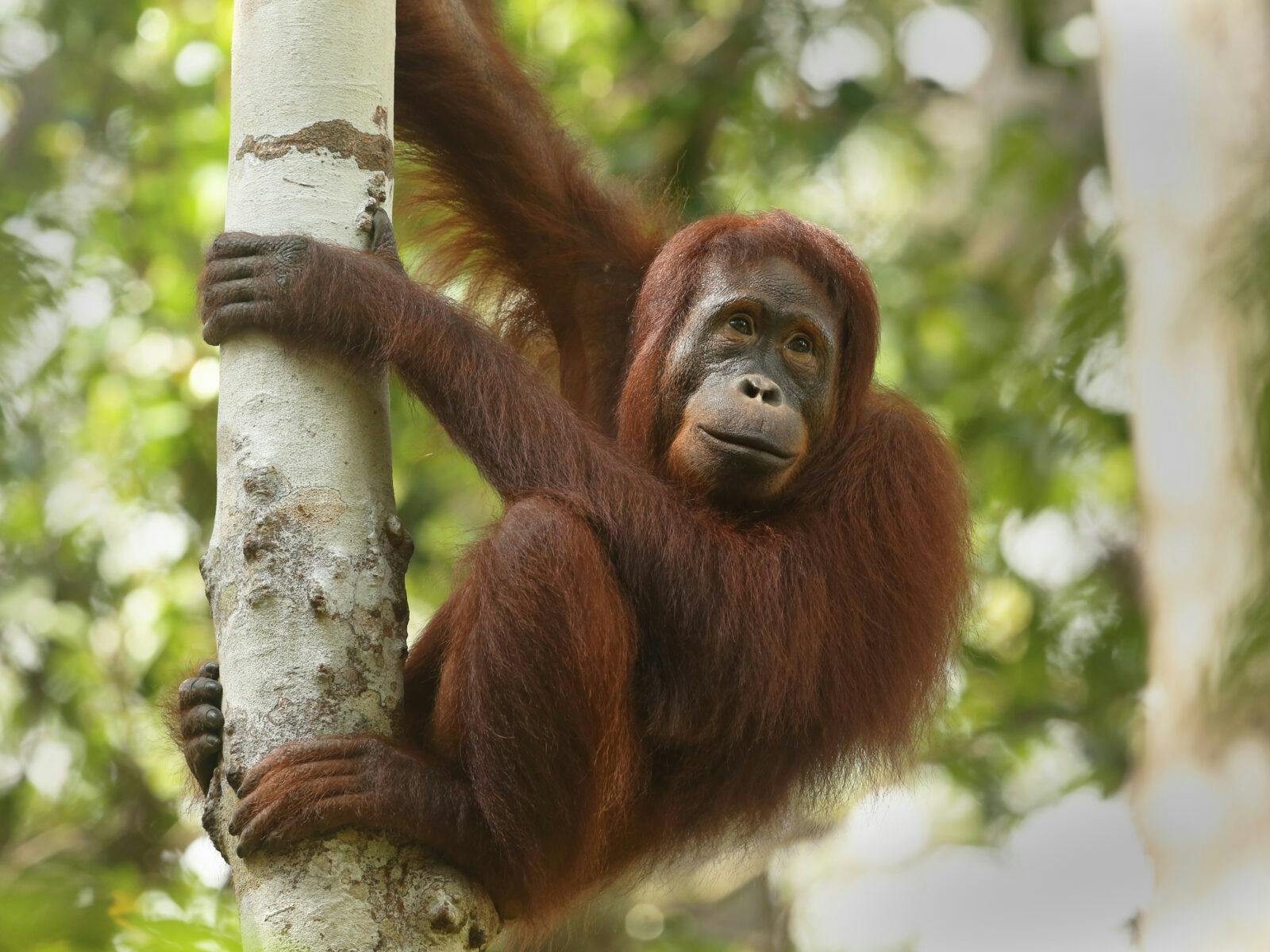 Orangutang, Borneo, Tropisk skog, regnskog