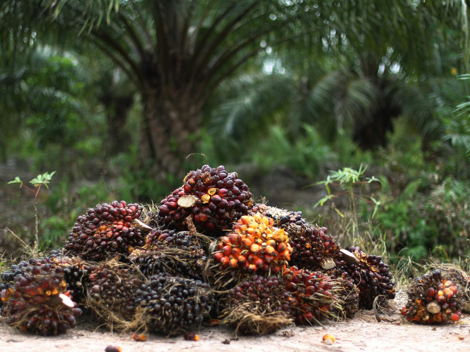 Riau, Indonesia, Palmolja, Plantage, Indonesien