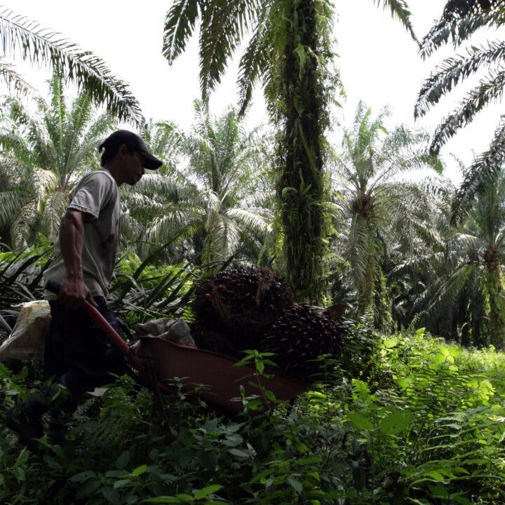 Arbetare skördar palmolja