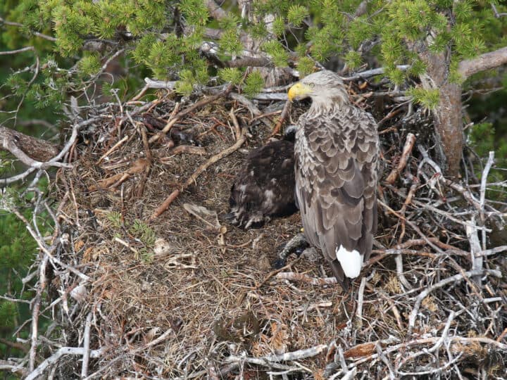 Havsörnshona med unge i bo i tall.