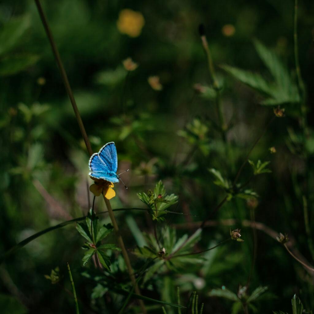 butterfly, macro photography, moths and butterflies, green, blåvinge, fjäril, sverige, östersund, äng, pollinering,