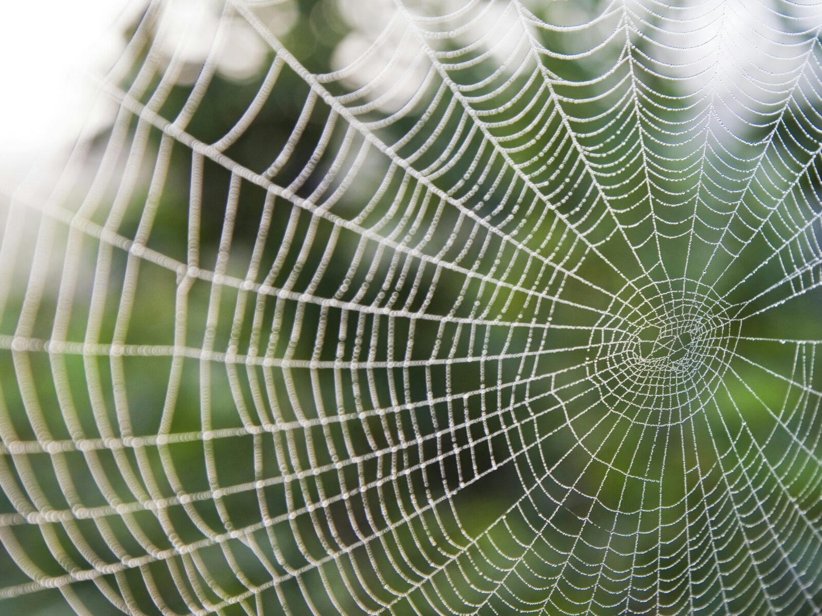spindelnät,spindel,nät,nätverk,grön