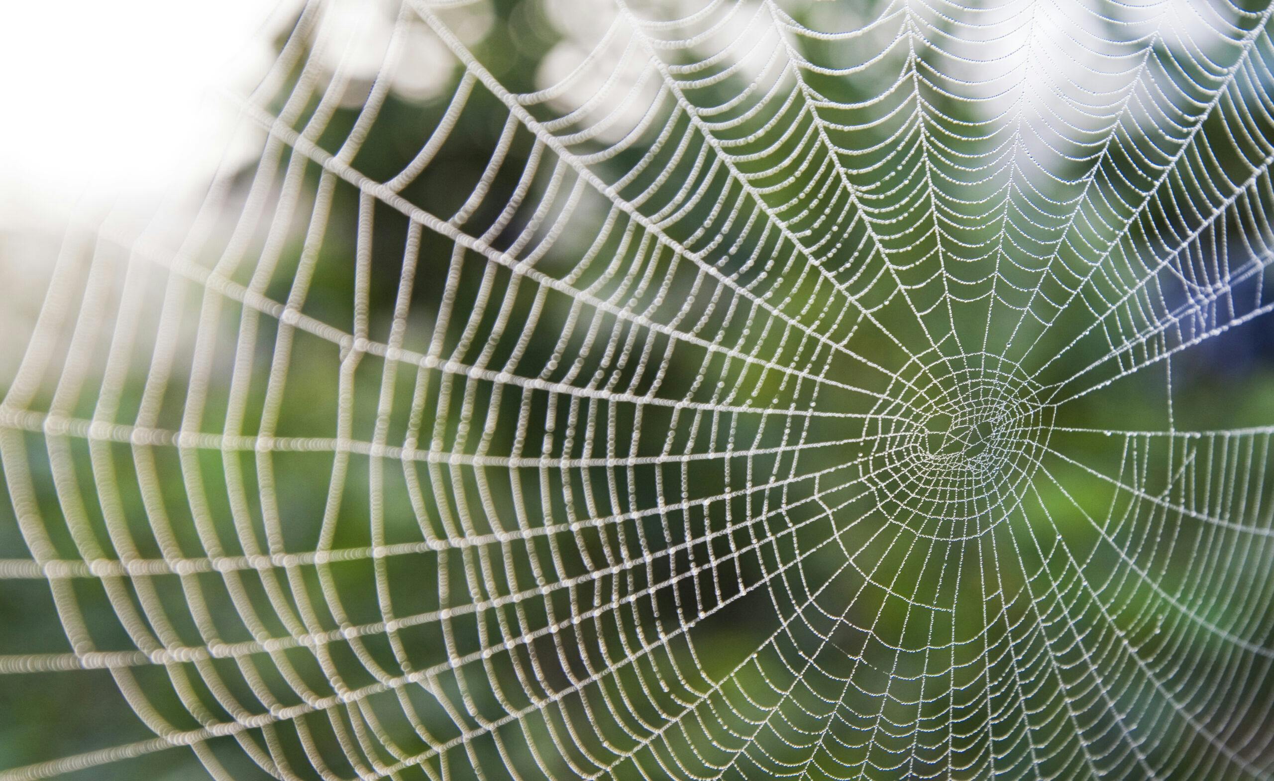 spindelnät,spindel,nät,nätverk,grön