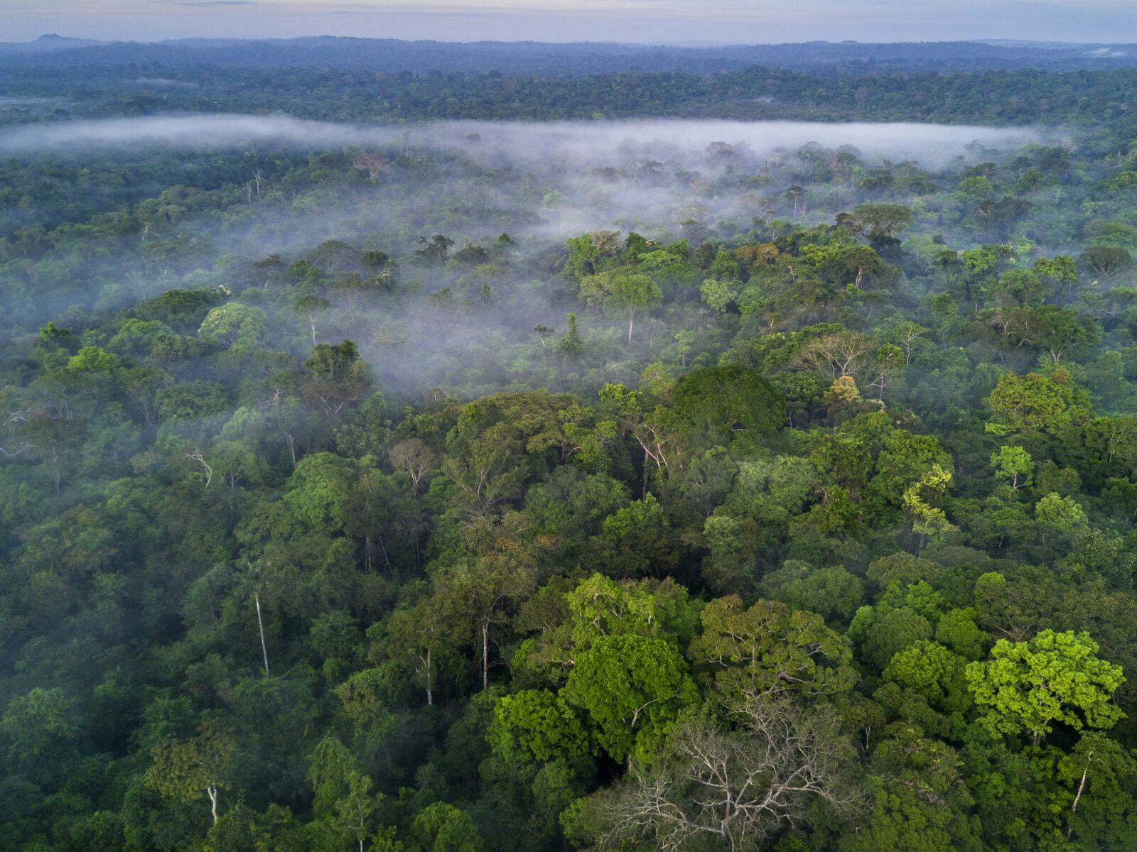 Amazonas, Regnskog, tropisk skog, global, Skog, Brasilien, Brazil, Rainforest