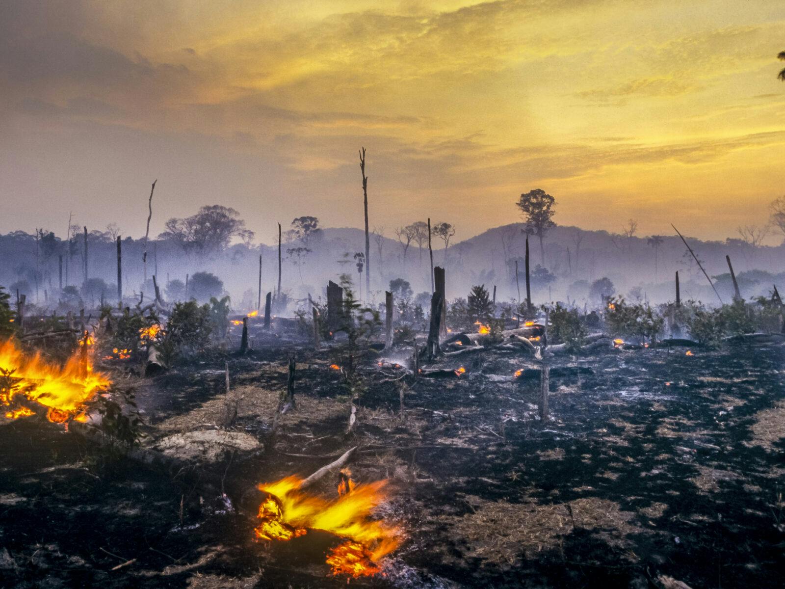 Skogsbrand, amazonas, brand, avverkning