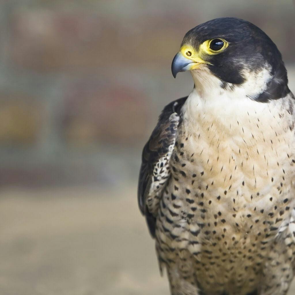 Peregrine Falcon, beak, birds of Prey, feathers, hunter, preditor, wings