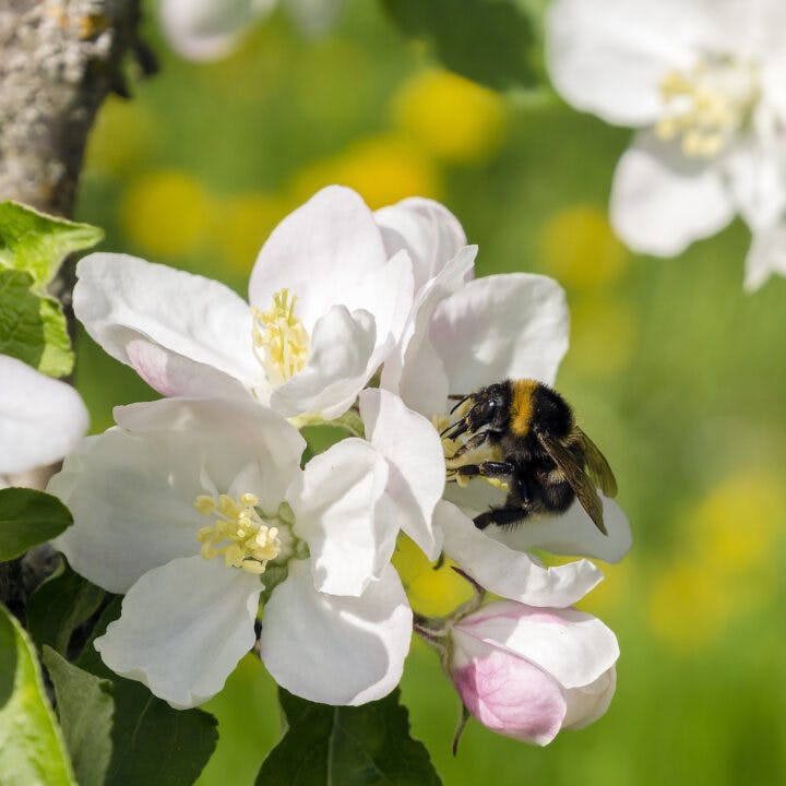 Gör som bina: välj ekologiskt!