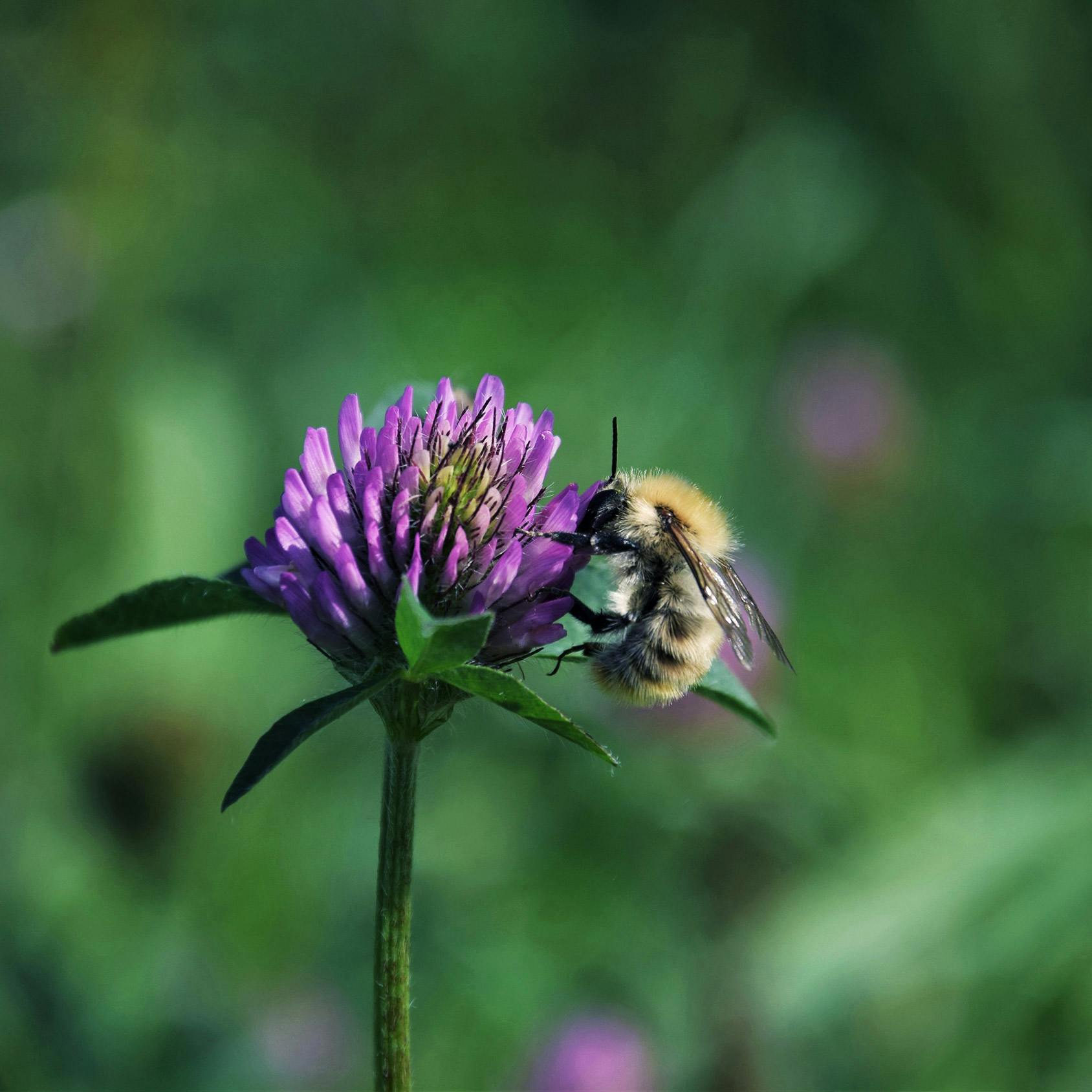 bi, humla, klöver, pollinering