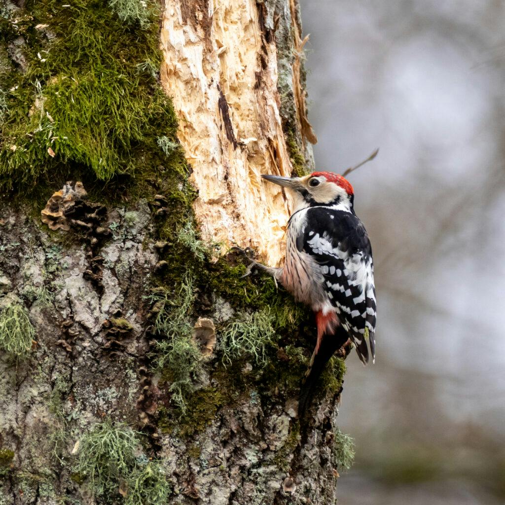 white-backed woodpecker, dendrocopos leucotos, vitryggad hackspett