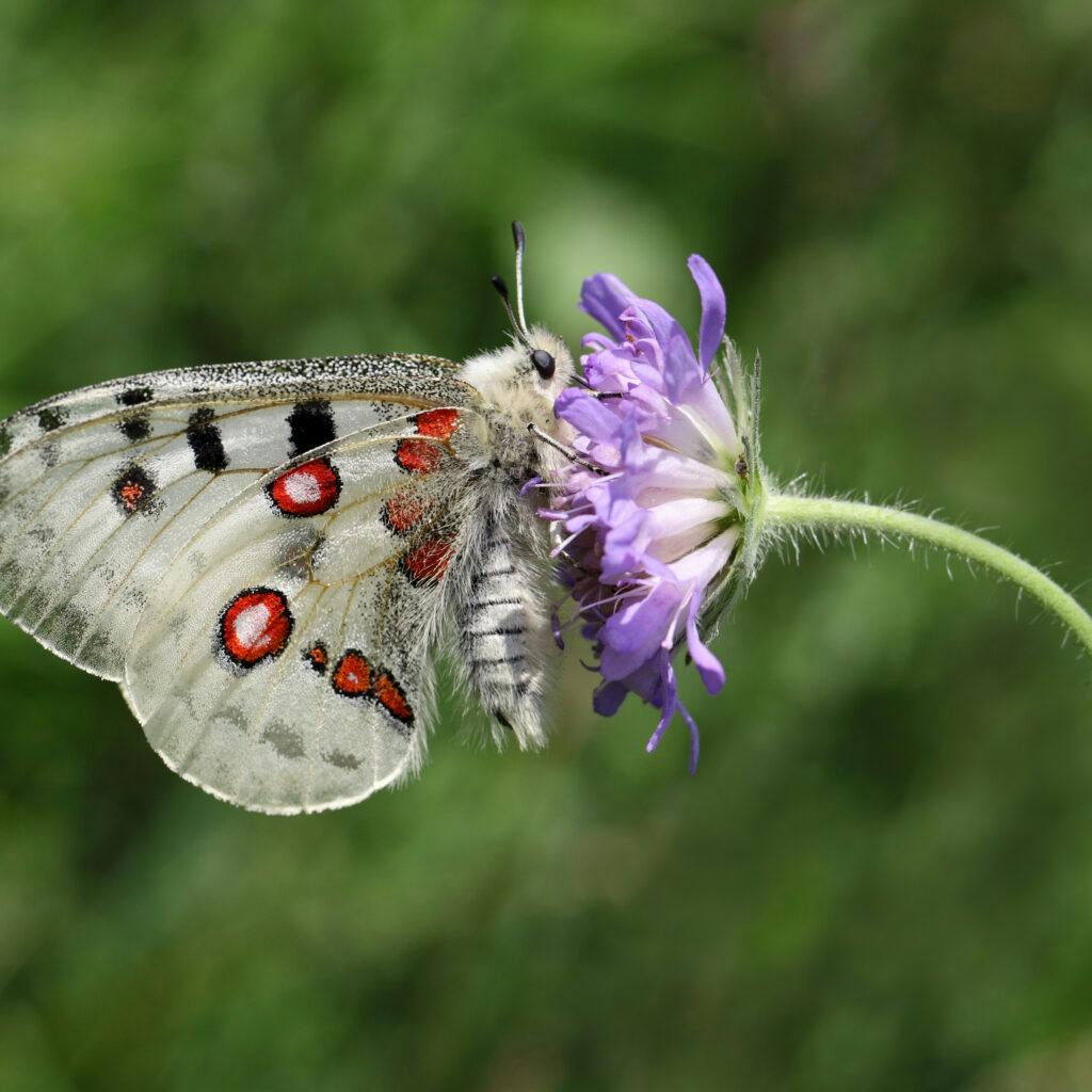 "Pincushion Flower, Animal, Animals And Pets, Apollo Butterfly, Butterfly, Day, Endangered Species, Flower, Flowers", Insect, Insects, Mountain Apollo, Nature, One Animal, Outdoors, Scabious, Side View, Single Flower, Sucking, Wild Animals, Wildflower, apollofjäril, fjäril, apollo, blomma, biologisk mångfald, insekt, pollinering, fridlyst,