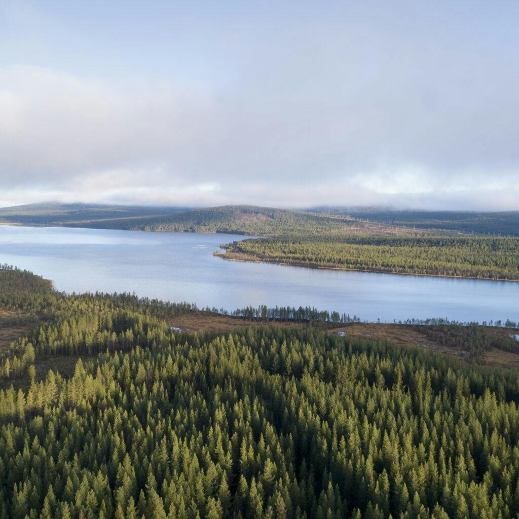 skog, blandskog, barrskog, Natur, Vatten, Sjö, Norrbotten, Laver