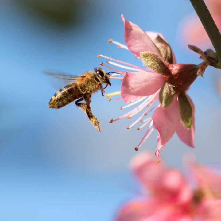 pollinatör,rosa,vår