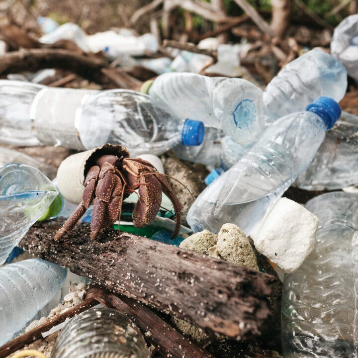 strand, plastavfall, djur, krabba, miljö, gift, plastflaskor, förorening.