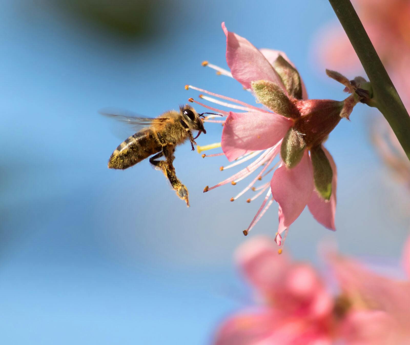 Ett bi pollinerar en rosa blomma. Varför är pollinering så viktigt?