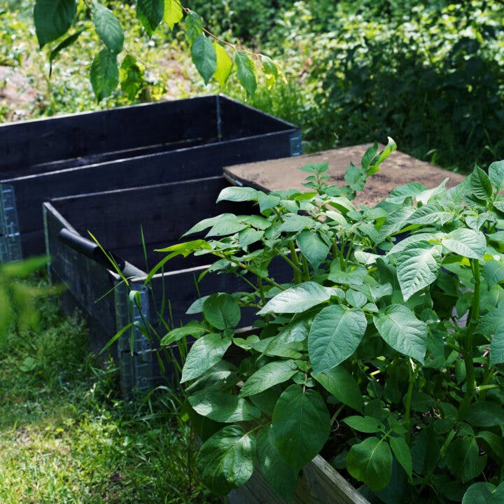 Växtkompost, kompost, trädgård