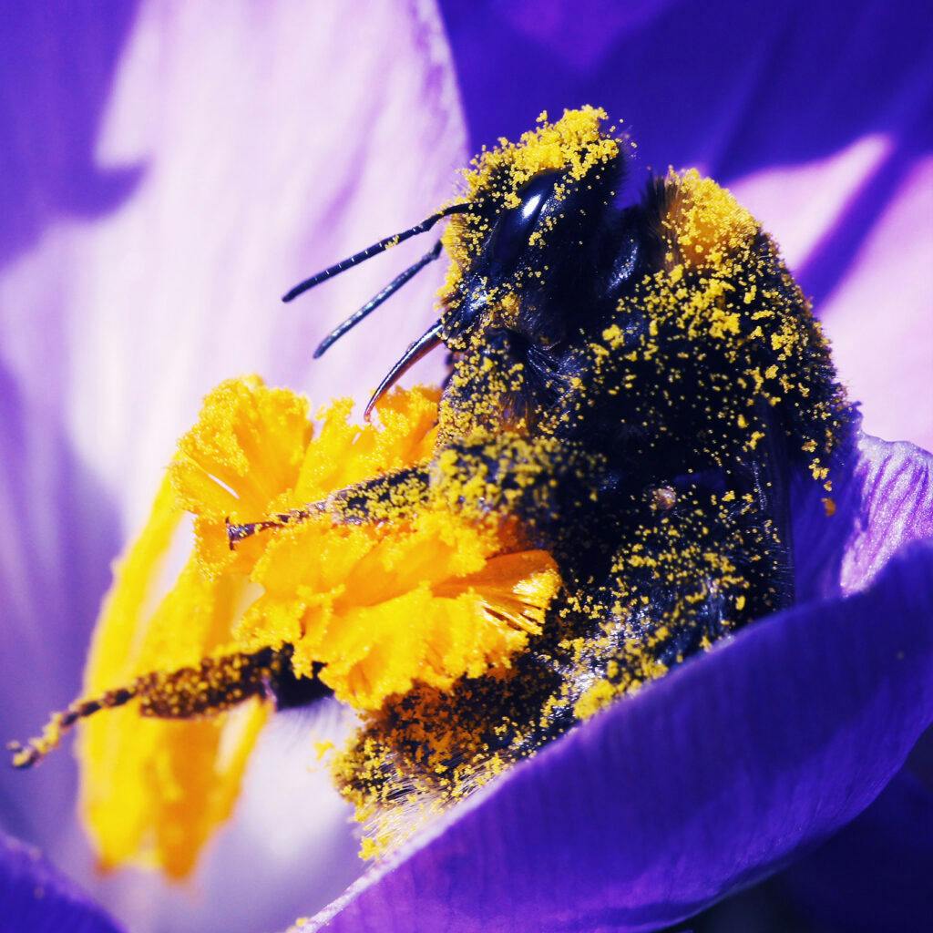 humla, bi, pollinering, pollen, pollinatör, blomma, vad, gör, bin