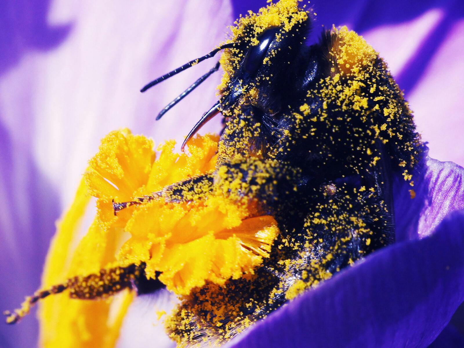 humla, bi, pollinering, pollen, pollinatör, blomma, vad, gör, bin