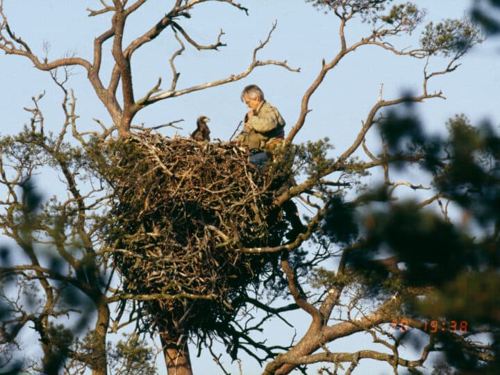 Ringmärkning av unge i havsörnsbo, inom Projekt Havsörn.
