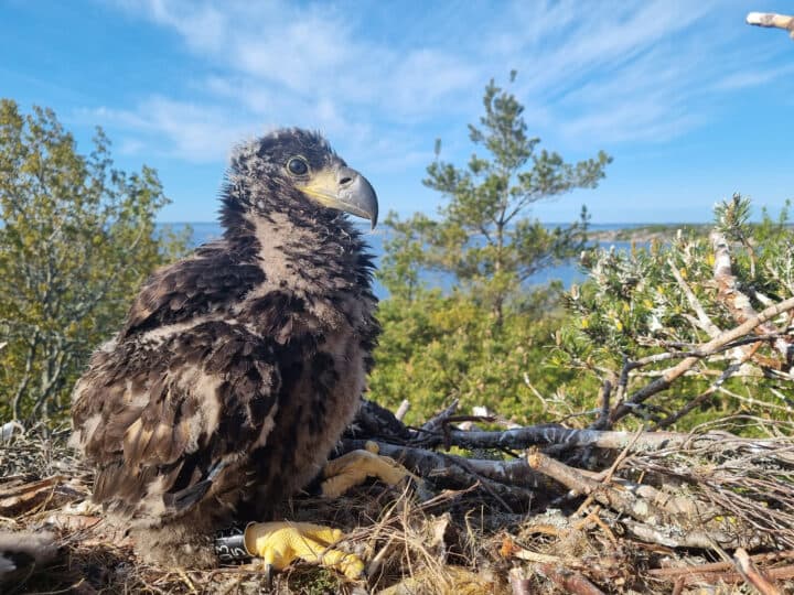 Havsörnsunge i bo, utsikt över skog och vatten i bakgrunden.