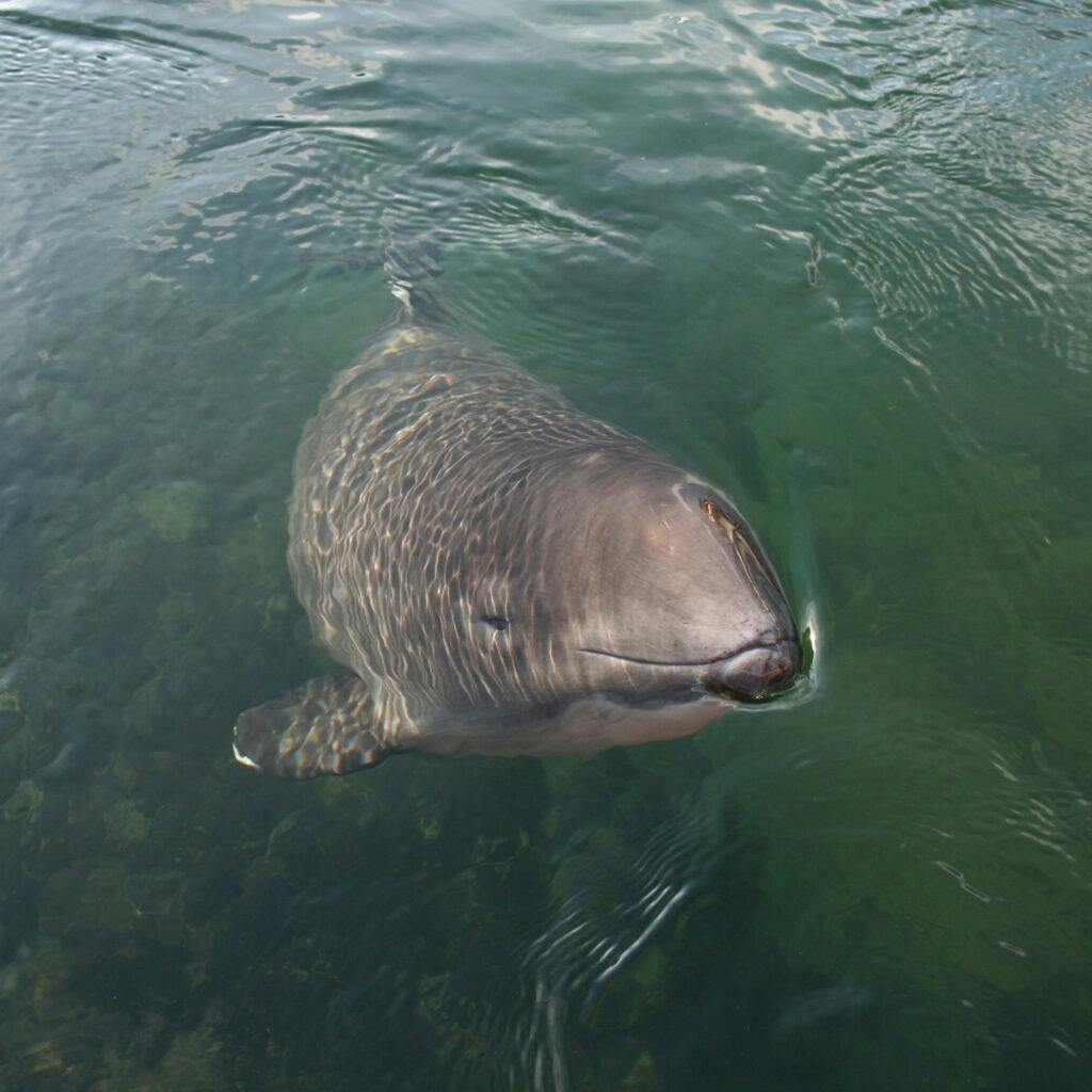 Vanlig tumlare har huvudet ovanför vattenytan