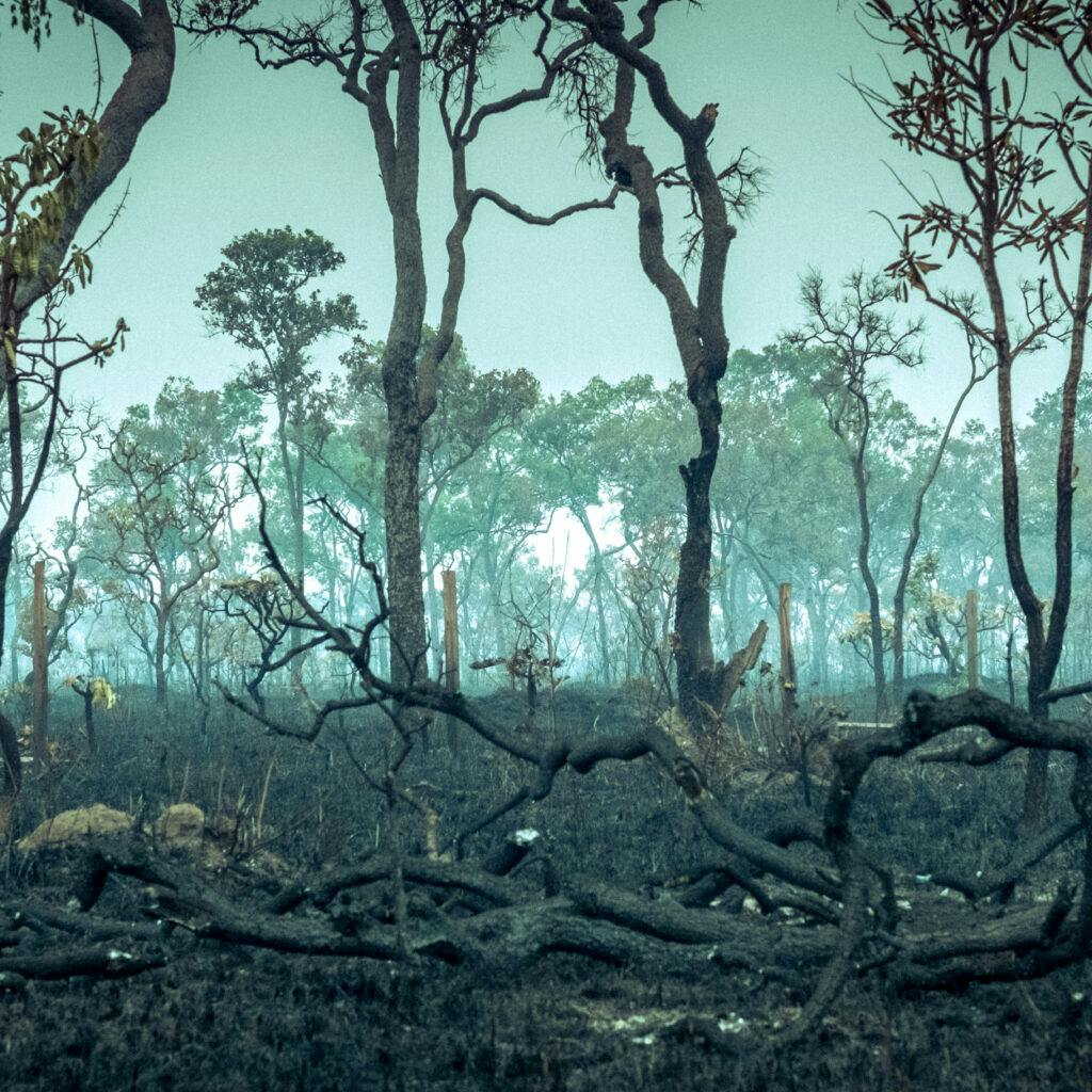 Amazonas, aerial, wildfire, Fair Finance Guide rapport, regnskog, skövlad, nedbränd, bränd, skogsbränder