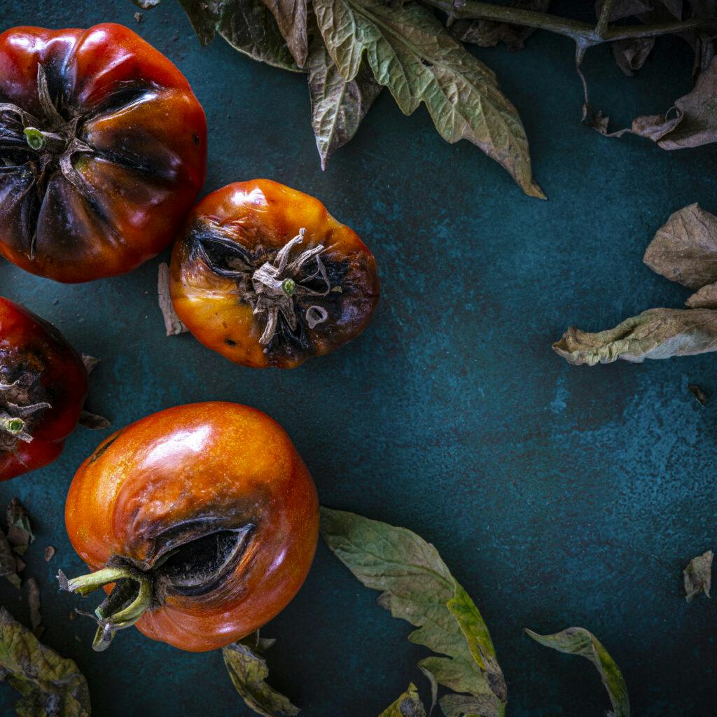 Fyra halvruttna tomater.
